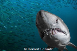 Nice set of teeth.  Photo taken Port Stephen Australia by Herbert Schmitz 